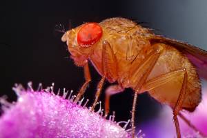 5 способов, как избавиться от мух в доме и на даче