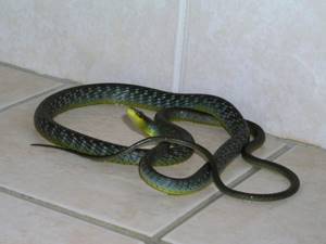 8 советов, как прогнать змей с участка