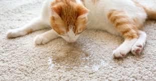 9 способов, избавиться от запаха кошачьей мочи в квартире