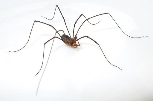 15 способов, как избавиться от пауков в доме