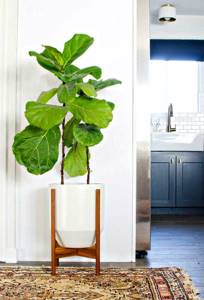 Растения в интерьере дома и квартиры: ТОП-6 советов по использованию и размещению